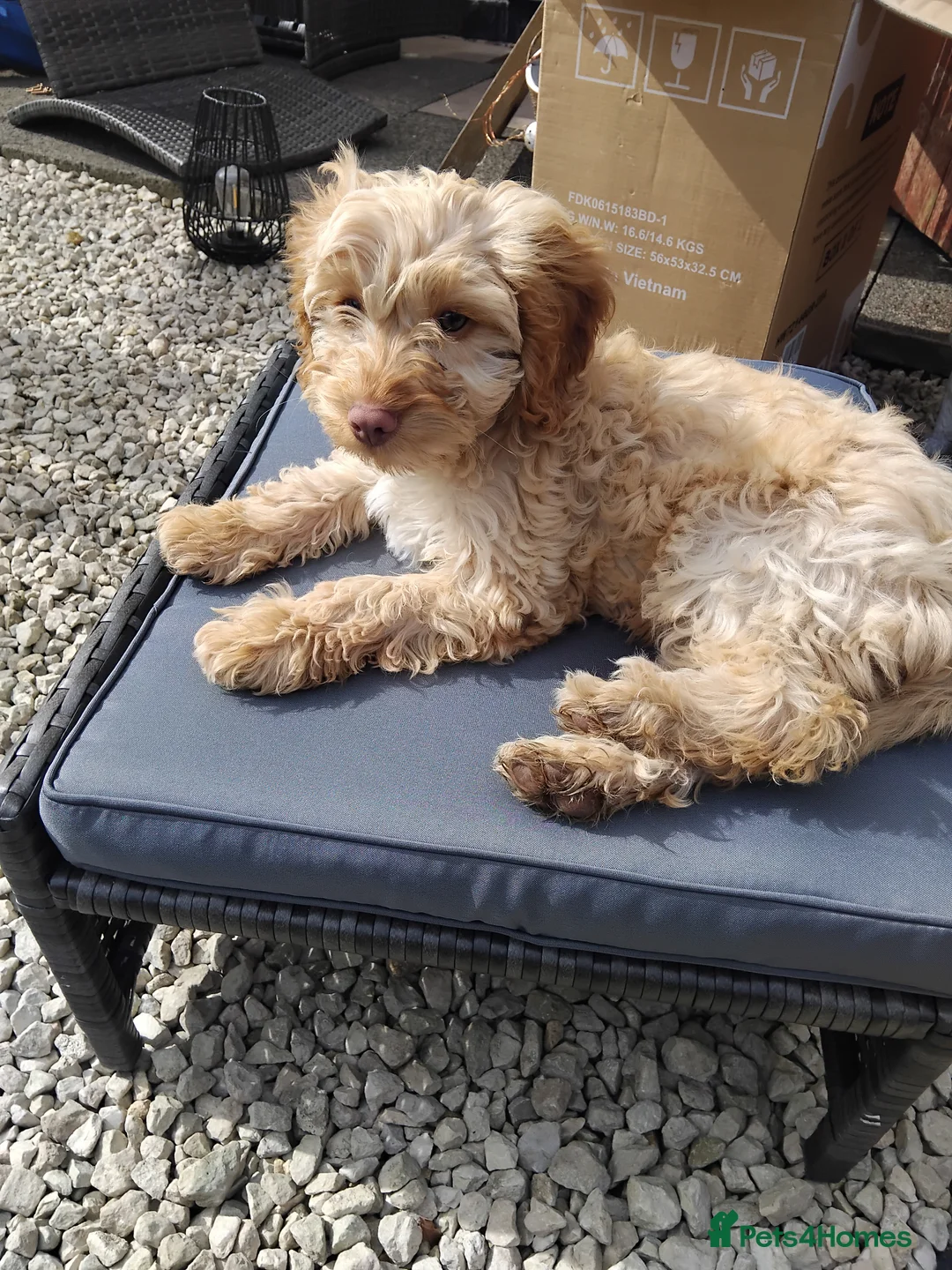 Cockapoo dogs for sale: 17 month old Cockapoo - Advert 1