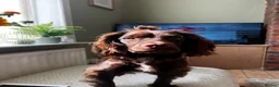 Cocker Spaniel dogs for sale: Devastated to rehome in Accrington - Advert 2