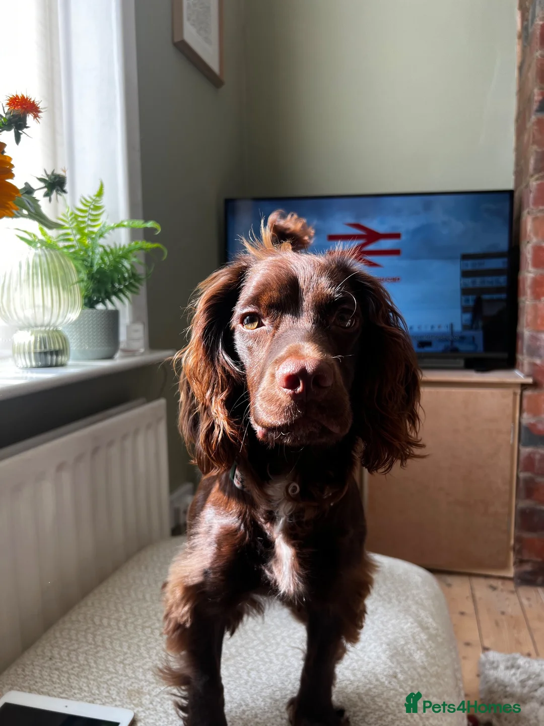 Cocker Spaniel dogs for sale: Devastated to rehome in Accrington - Advert 2