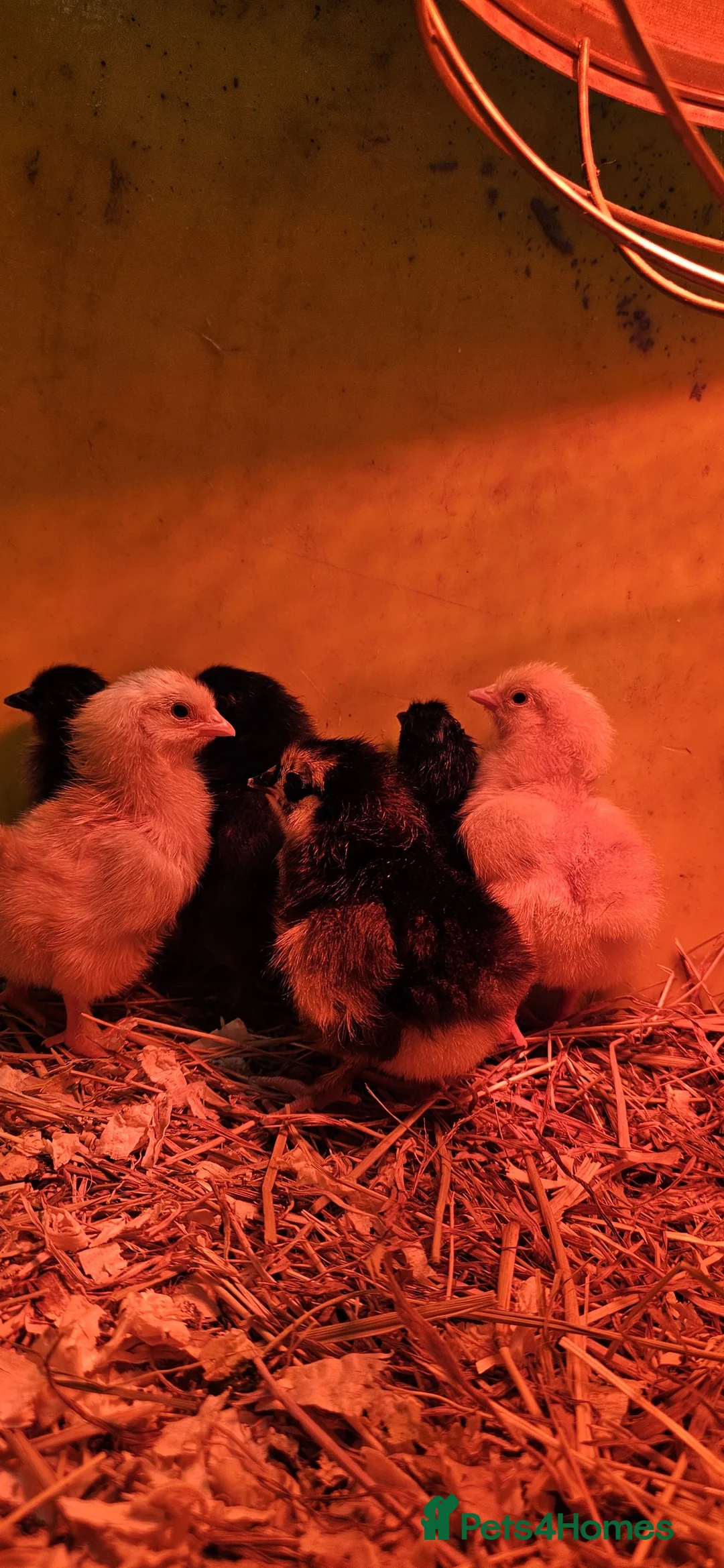 Chickens poultry for sale: Chicks - Advert 2