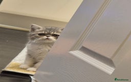 Exotic cats for sale: Exotic longhair and short hair kittens  - Image 19