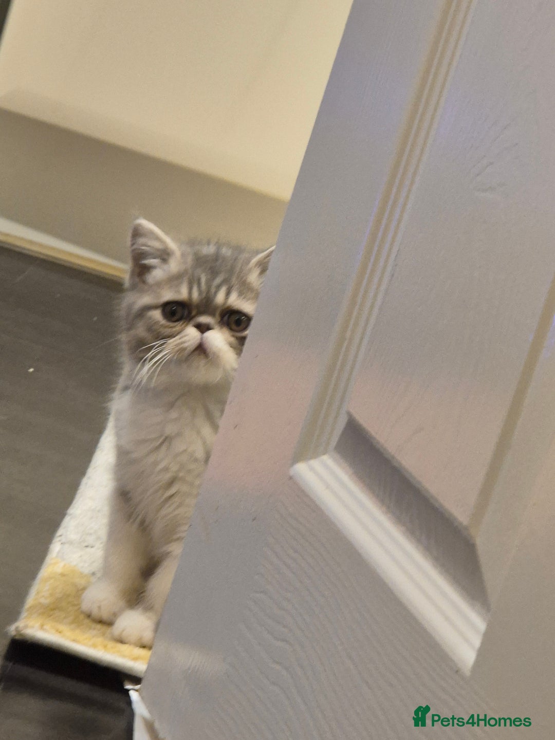 Exotic cats for sale: Exotic longhair and short hair kittens  - Image 19