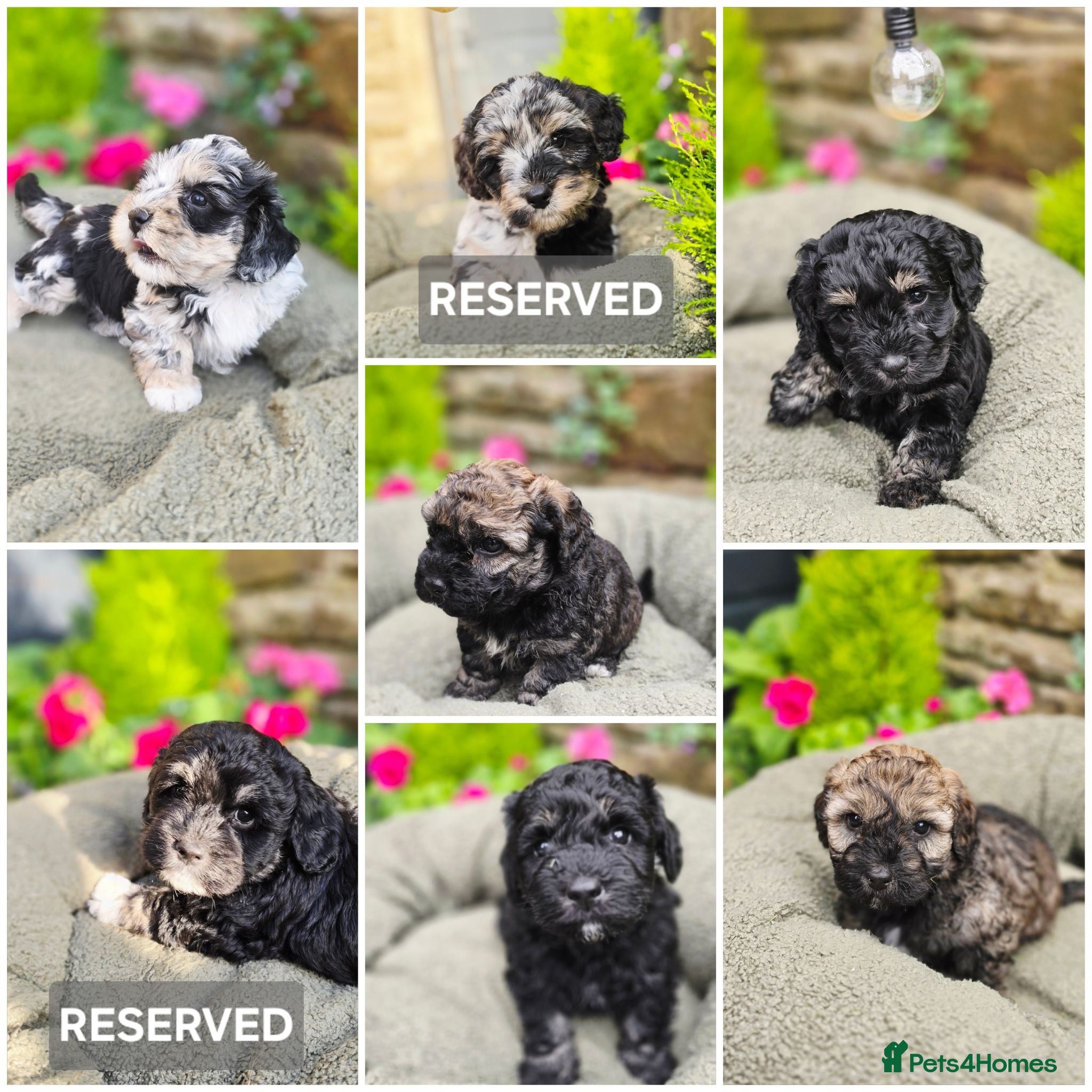 Mixed Breed dogs Lacasapoo Puppies – 3 Girls & 2 Boys Available - Advert 2