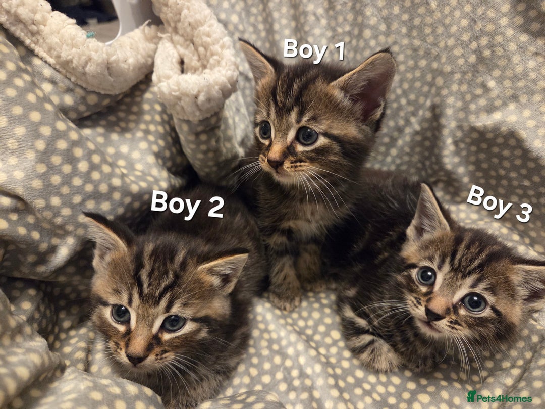 Mixed Breed cats for sale: 5 Adorable Kittens Ready for New Homes! - Image 5