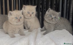 British Shorthair cats for sale: Absolutely beautiful BSH kittens  - Image 14