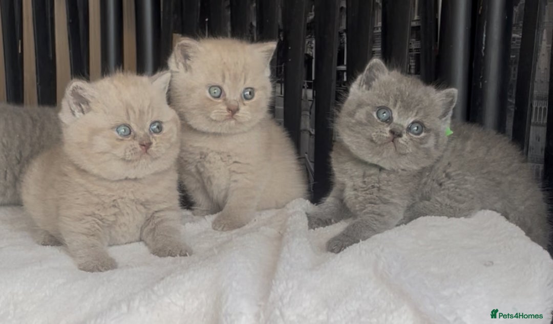 British Shorthair cats for sale: Absolutely beautiful BSH kittens  - Image 14