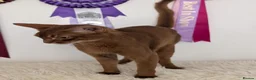 Abyssinian cats for sale: Stunning Female for Breeding  - Advert 3