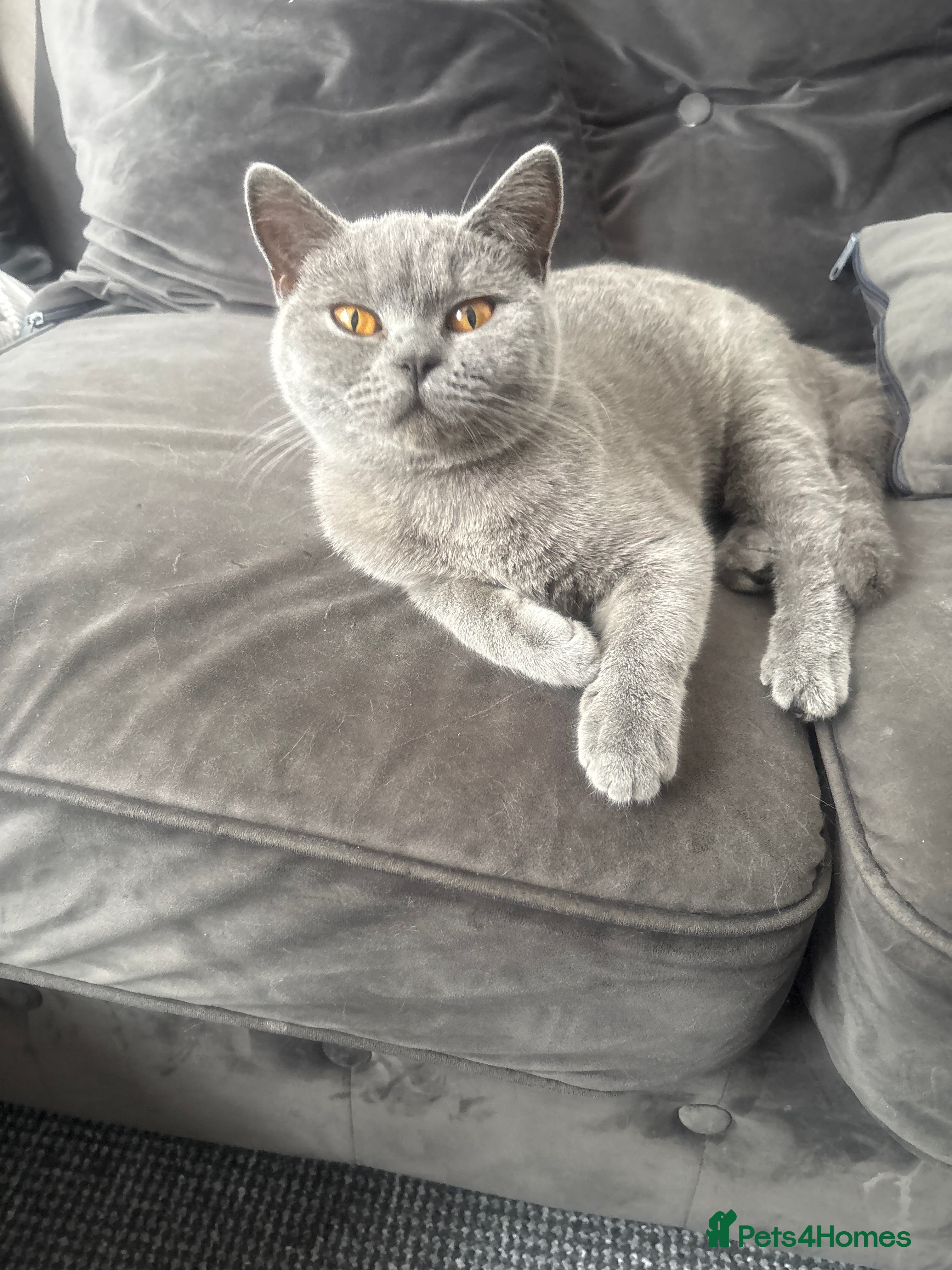 British Shorthair cats Registered GCF Active  - Advert 2
