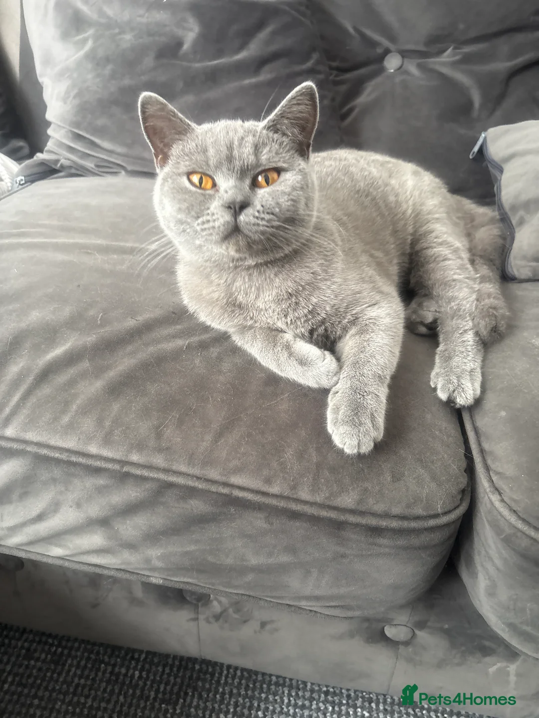 British Shorthair cats for sale: Registered GCF Active  in London - Advert 2