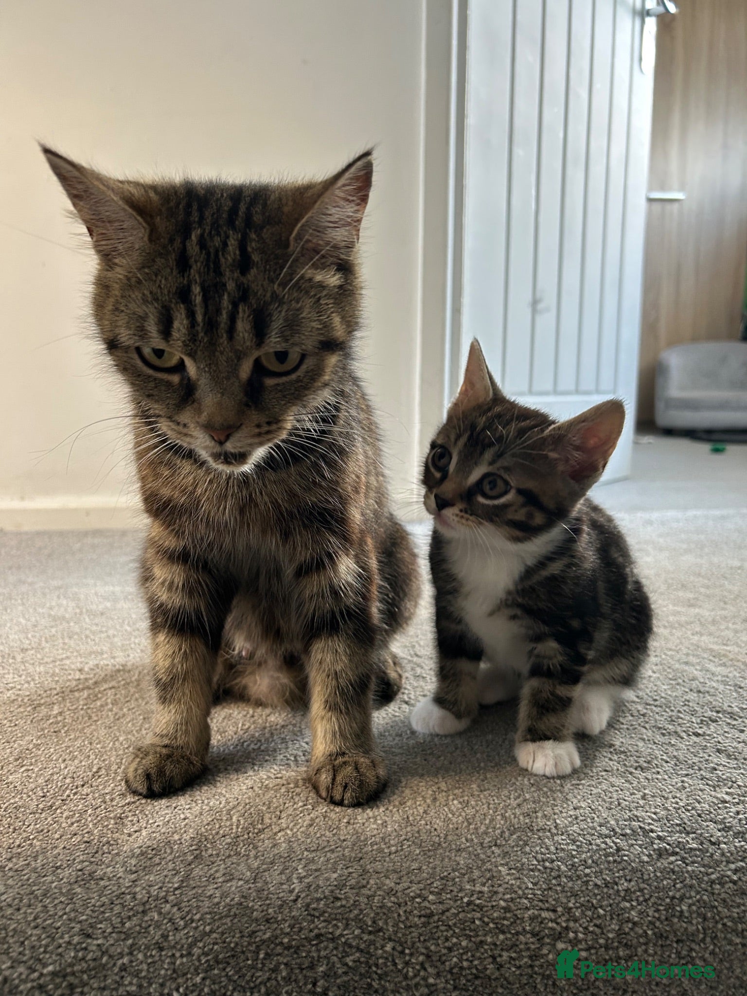 Mixed Breed cats British Short Hair cross - ONE BOY LEFT - Advert 1