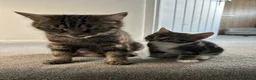 Mixed Breed cats for sale: British Short Hair cross - ONE BOY LEFT - Advert 1