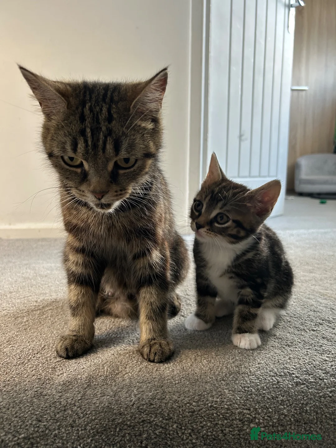 Mixed Breed cats for sale: British Short Hair cross - ONE BOY LEFT - Advert 1