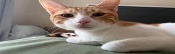 Mixed Breed cats for adoption: Bonded Indoor Twin Brothers in Newhaven - Advert 3