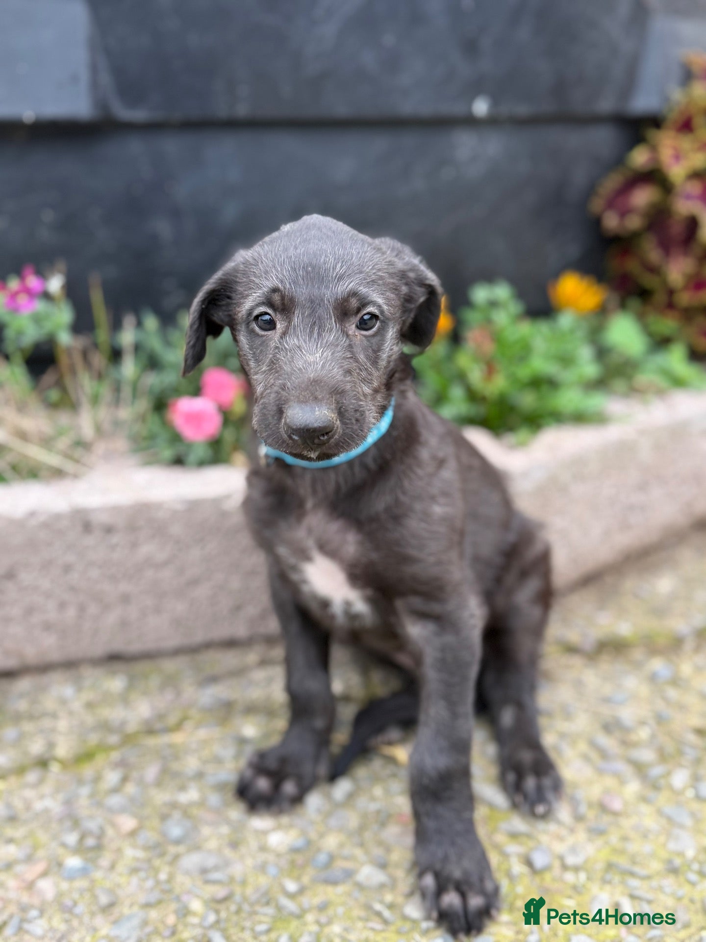 Deerhound dogs Deerhound puppies  - Advert 1
