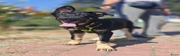 Mixed Breed dogs for adoption: 💙🐶 TOBIK – THE BEST PUPPY I EVER MET - Advert 26