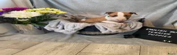English Bull Terrier dogs for sale: 🐾✨ STUNNING ENGLISH BULL TERRIER PUPPIES ✨🐾 - Advert 29