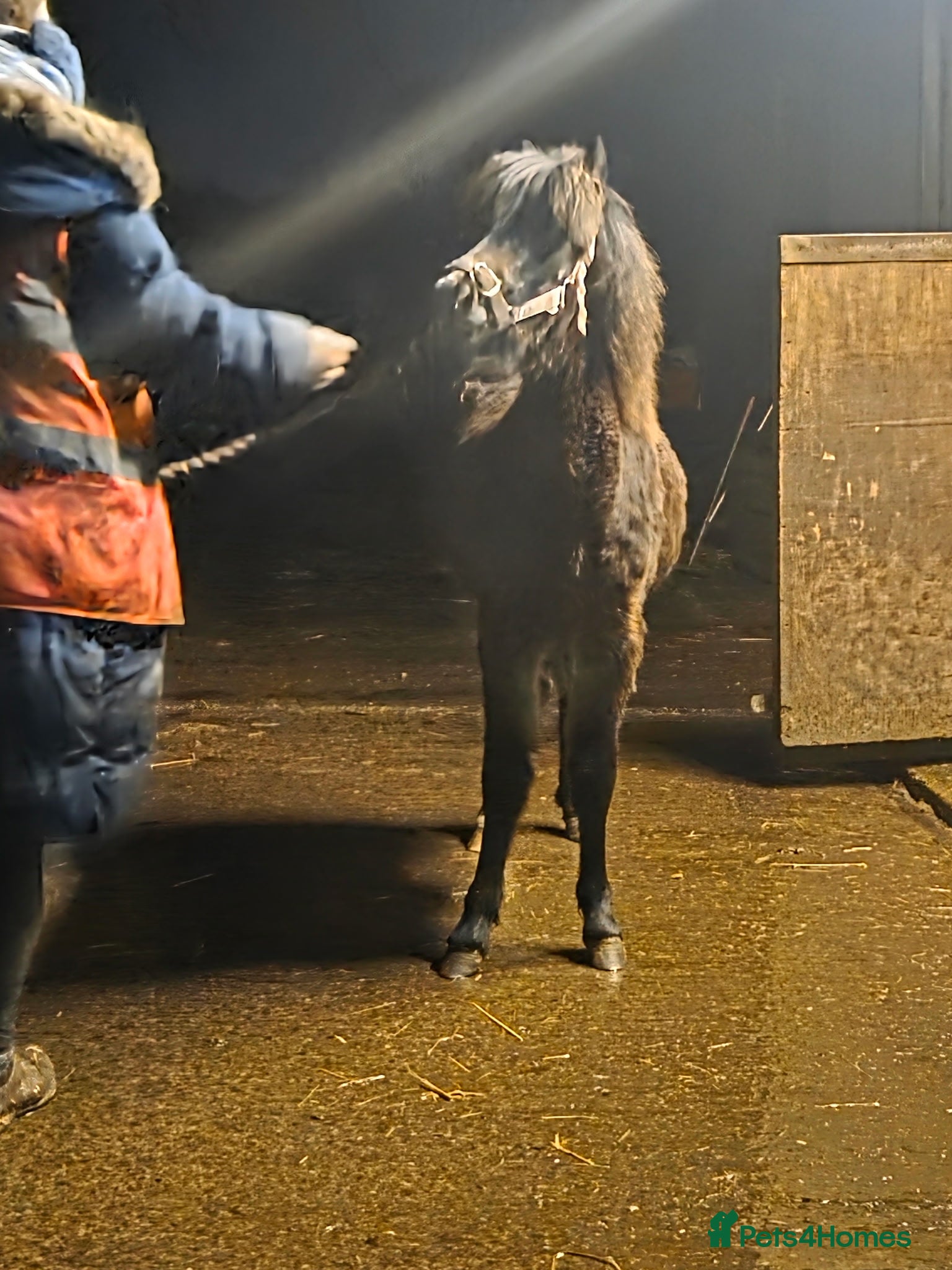 Welsh Section A horses *Reduced* Registered Welsh Sec A Filly - Advert 10