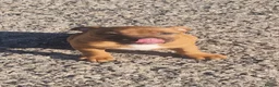 Staffordshire Bull Terrier dogs for sale: STUNNING RED MALE KC STAFFORDSHIRE BULL TERRIER  - Advert 11