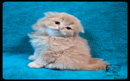 Scottish Fold cats for sale: TICA Registered Scottish kittens - Image 5