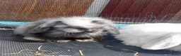 Mini Lop rabbits for sale: Mini Lop Bunnies Ready to leave 12/05 - Advert 21