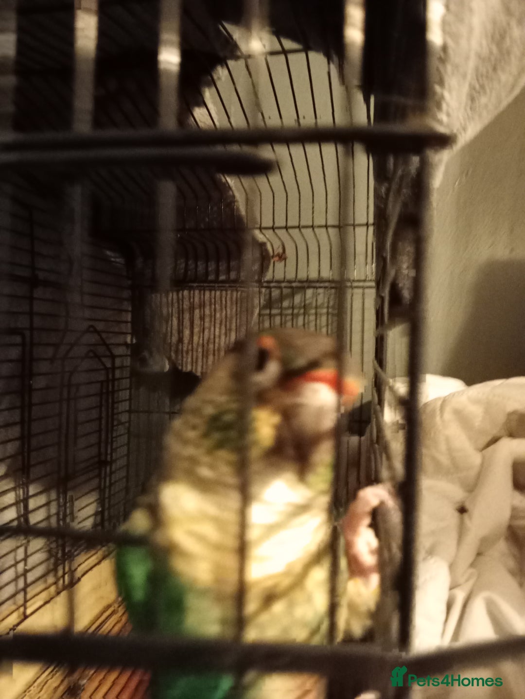 Conures birds for sale: conure for sale - Advert 3
