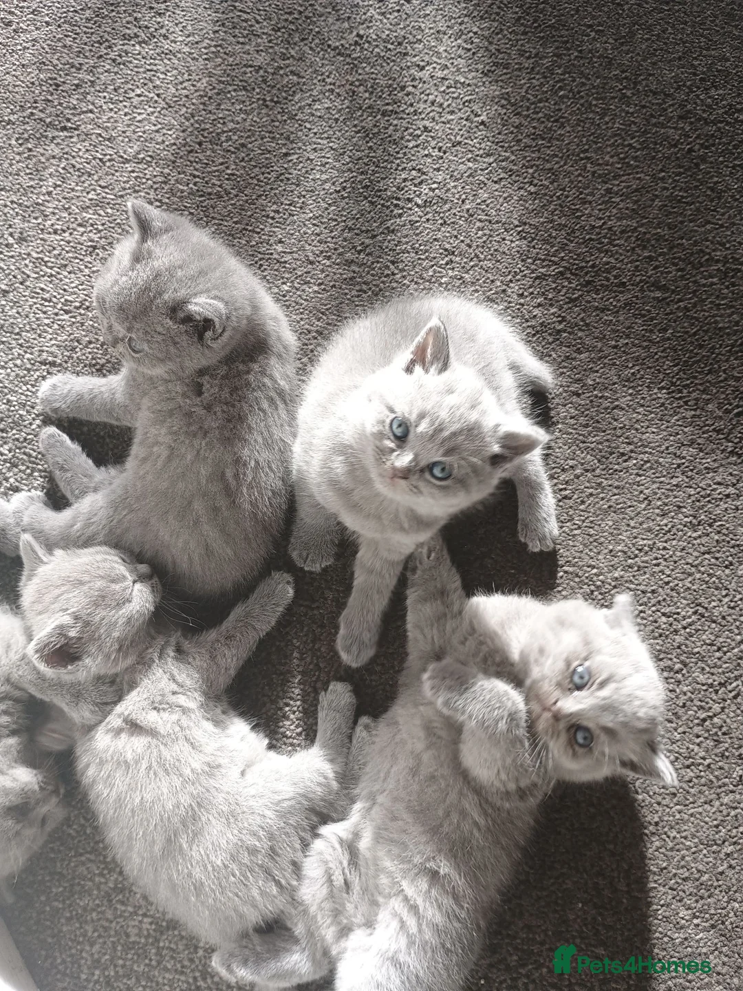 British Shorthair cats for sale: Stunning British shorthair blue kittens - Advert 2