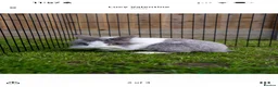 Lionhead rabbits for sale: Home needed for beautiful female bunny - Advert 2
