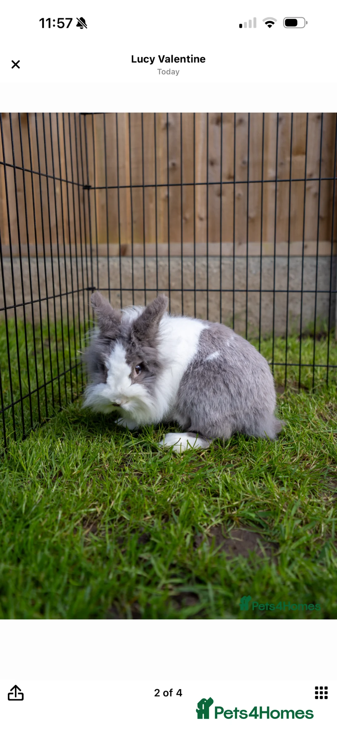 Lionhead rabbits for sale: Home needed for beautiful female bunny - Advert 2