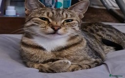 Mixed Breed cats for sale: 2 Beautiful little Boy kittens tabby & black white - Image 31