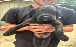 Mixed Breed dogs for sale: JACKAPOO PUPPIES READY TO GO! | TOYPOODLE MIX - Image 3