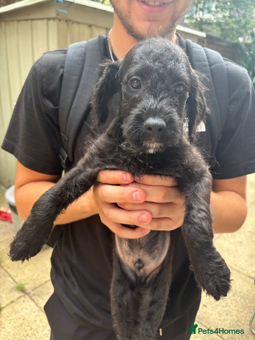 Mixed Breed dogs for sale: JACKAPOO PUPPIES READY TO GO! | TOYPOODLE MIX - Image 3