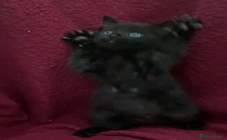 Bombay cats - Advert 2