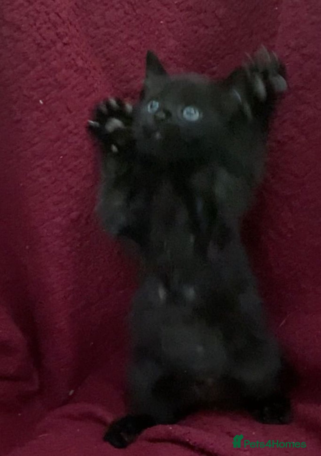 Bombay cats for sale: 11 week old black male kitten - Image 1