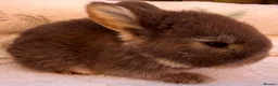 Mini Lop rabbits for sale: Mini Plush Lop and Plush Carrier litters - Advert 2