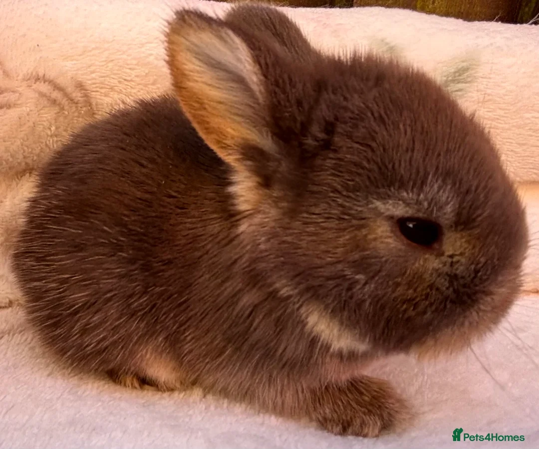 Mini Lop rabbits for sale: Mini Plush Lop and Plush Carrier litters - Advert 2