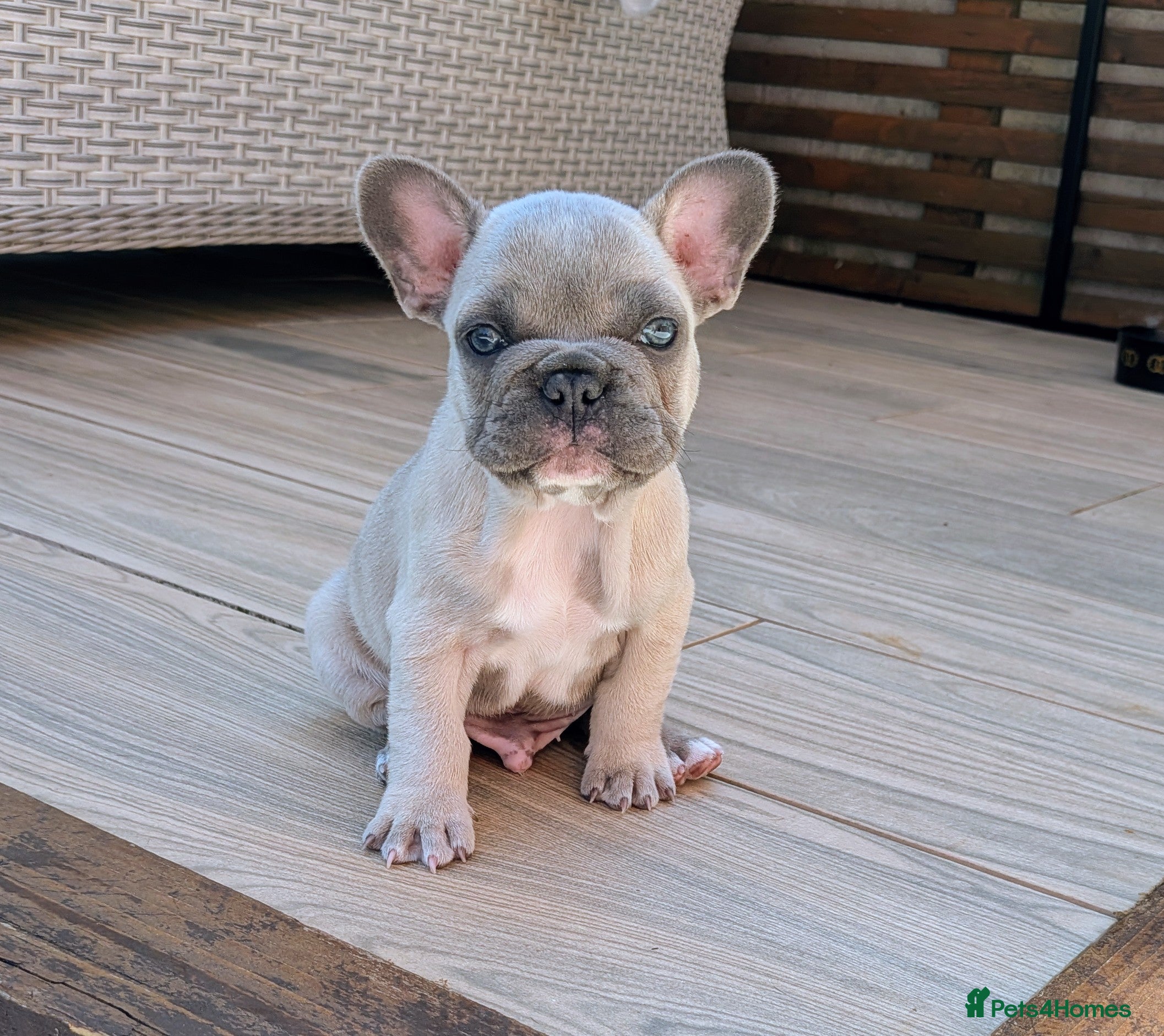 French Bulldog dogs French bulldog puppies  - Advert 2