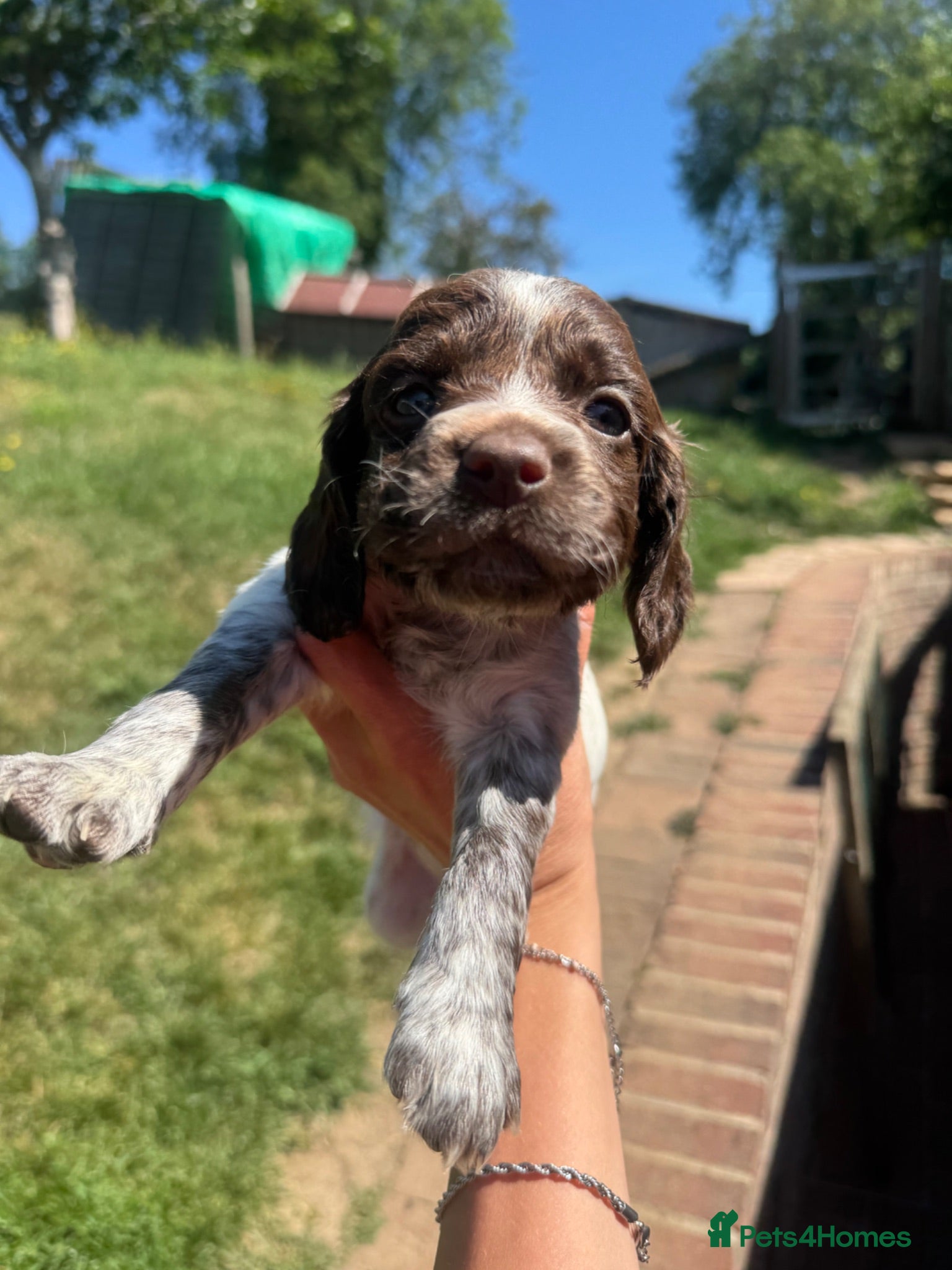 Sprocker dogs Spaniel puppies FINAL 3 REMAINING - Advert 13
