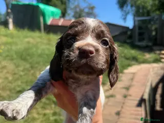 Sprocker dogs Spaniel puppies FINAL 3 REMAINING - Advert 13