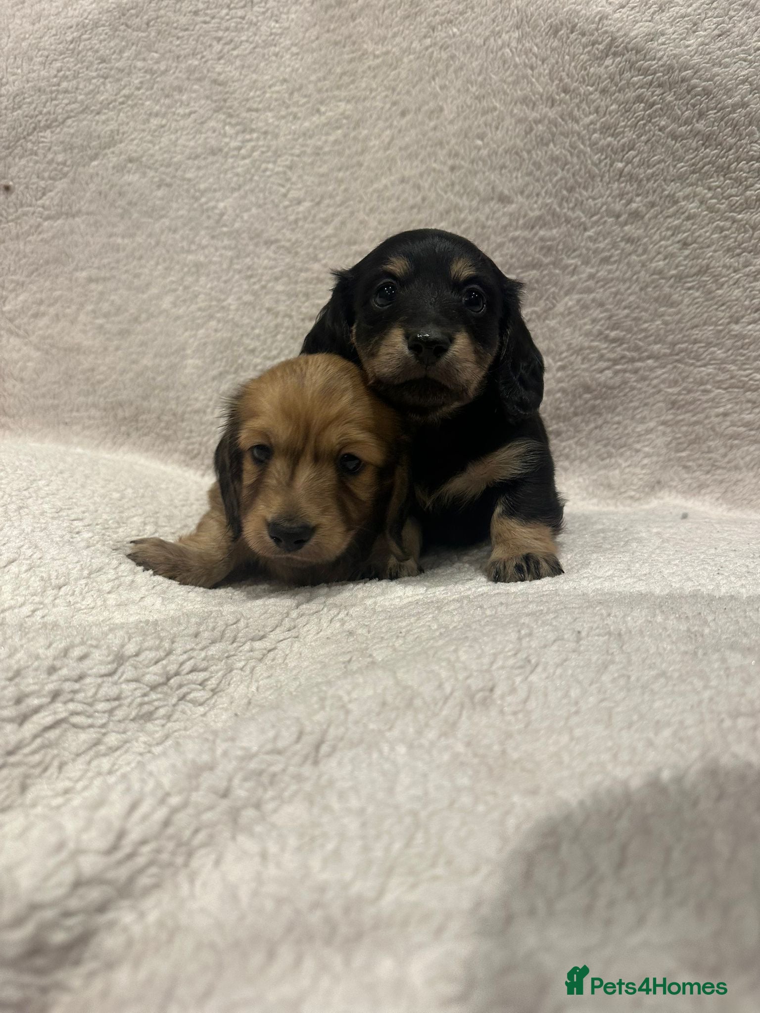 Miniature Dachshund dogs KC registered Miniature Dachshund Long & smooth  - Advert 1