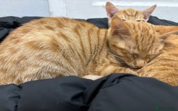 British Shorthair cats for sale: 2 kittens ginger bengal mixed  - Image 4