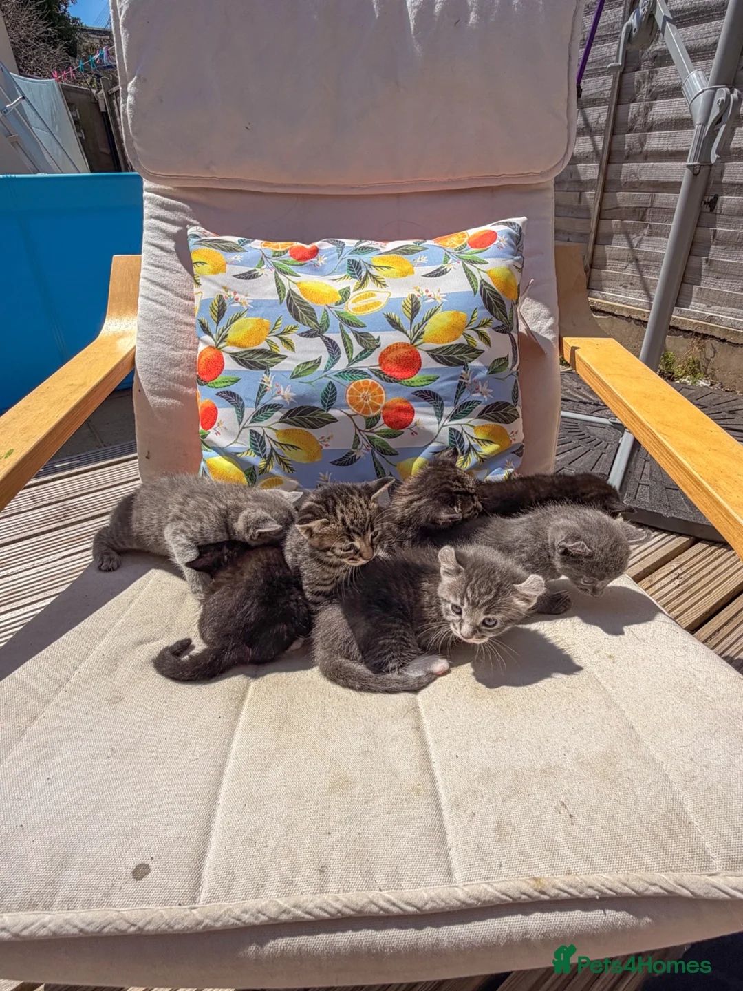 American Curl cats for sale: American curl - Advert 2