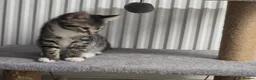 Mixed Breed cats for sale: Mainecoon cross tabby kittens £100 ONO - Advert 17