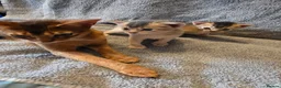 Abyssinian cats for sale: Abyssinian Kittens From Champion Bloodlines - Advert 19