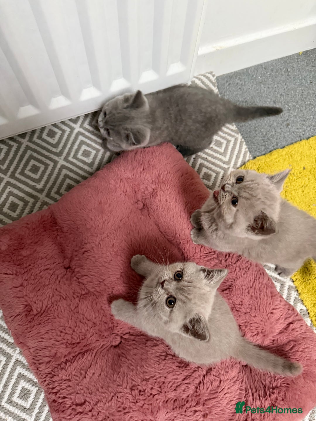 British Shorthair cats for sale: British shorthair kittens  - Advert 11