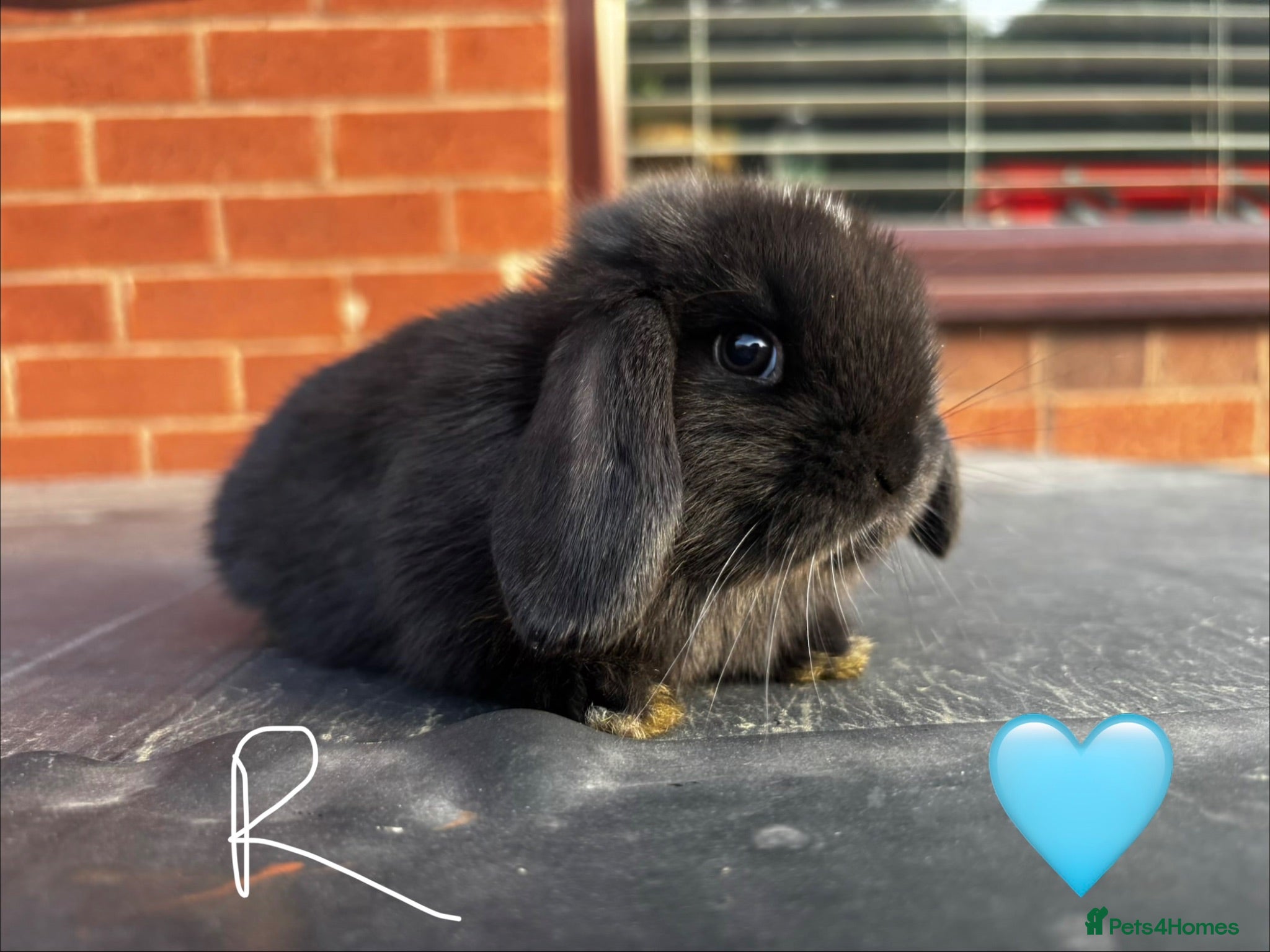 Mini Lop rabbits 🐰 Adorable Mini Lops 🐰  - Advert 13