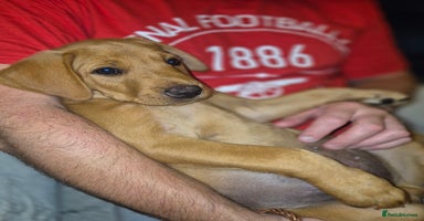 Labrador Retriever dogs in Blackpool - Advert 5