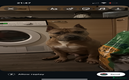 American Bully dogs for stud: American pocket muscle tone bully  - Advert 5