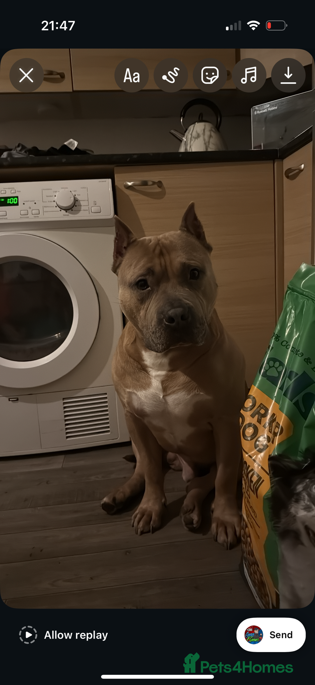 American Bully dogs for stud: American pocket muscle tone bully  - Advert 5