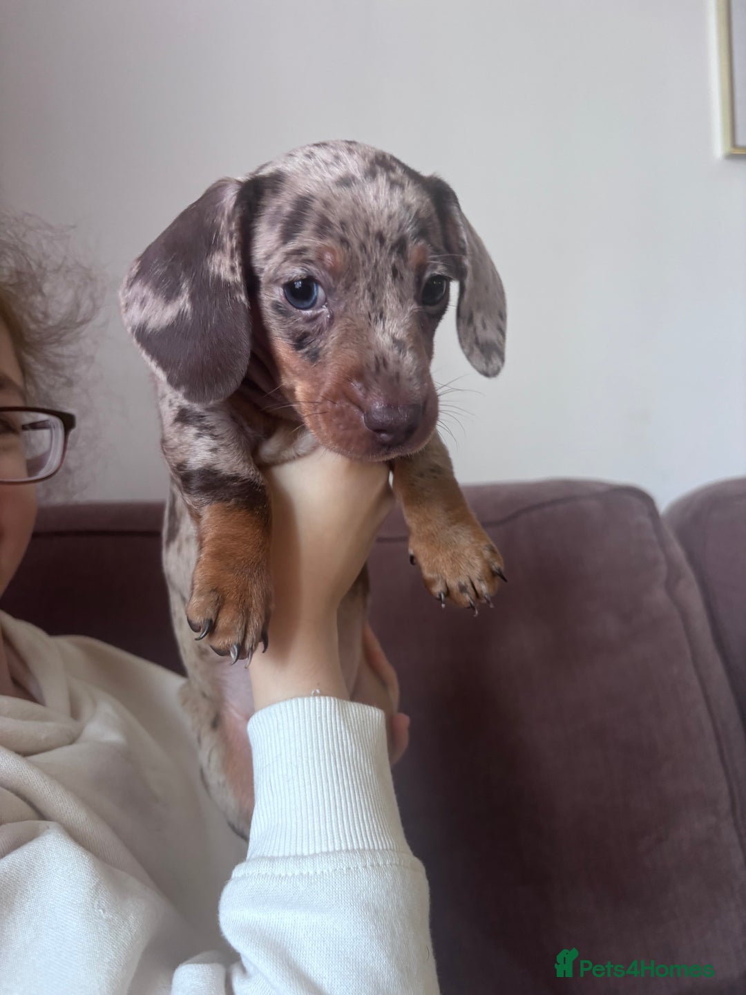 Miniature Dachshund dogs for sale: Kc reg miniature dachshund  - Image 19