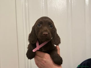 Cocker Spaniel dogs PEDIGREE COCKER SPANIEL PUPPIES - Advert 15